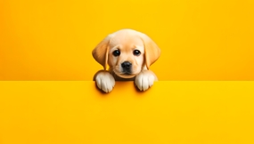 可爱拉布拉多萌犬写真图片